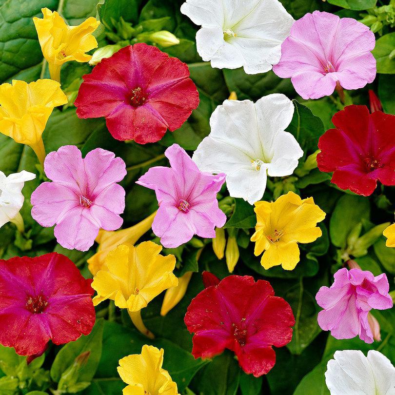 4 O'Clock (Mirabilis Jalapa) Mix Seeds 10+