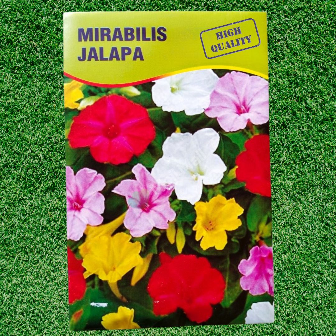 4 O'Clock (Mirabilis Jalapa) Mix Seeds 10+ - Image 2