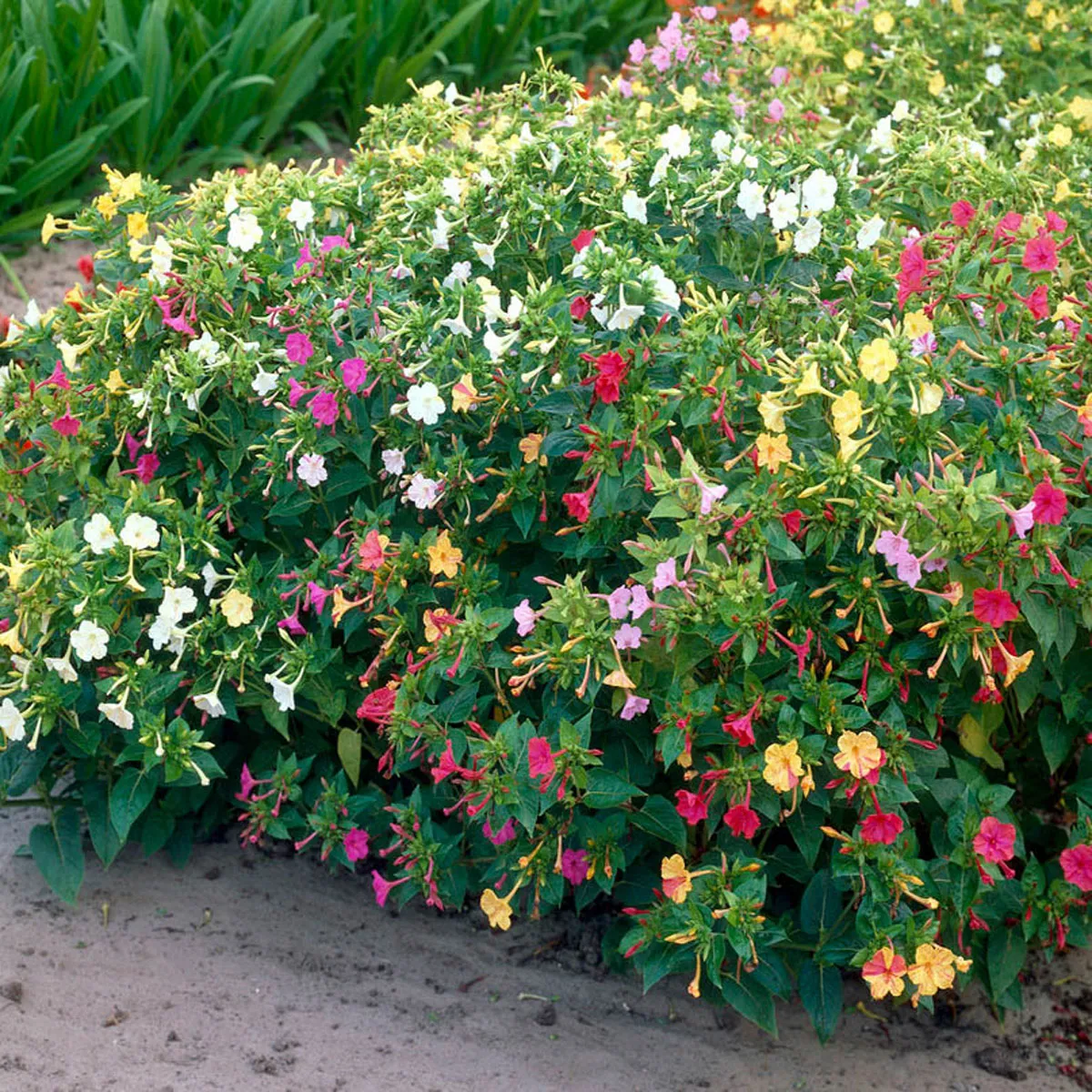 4 O'Clock (Mirabilis Jalapa) Mix Seeds 10+ - Image 3