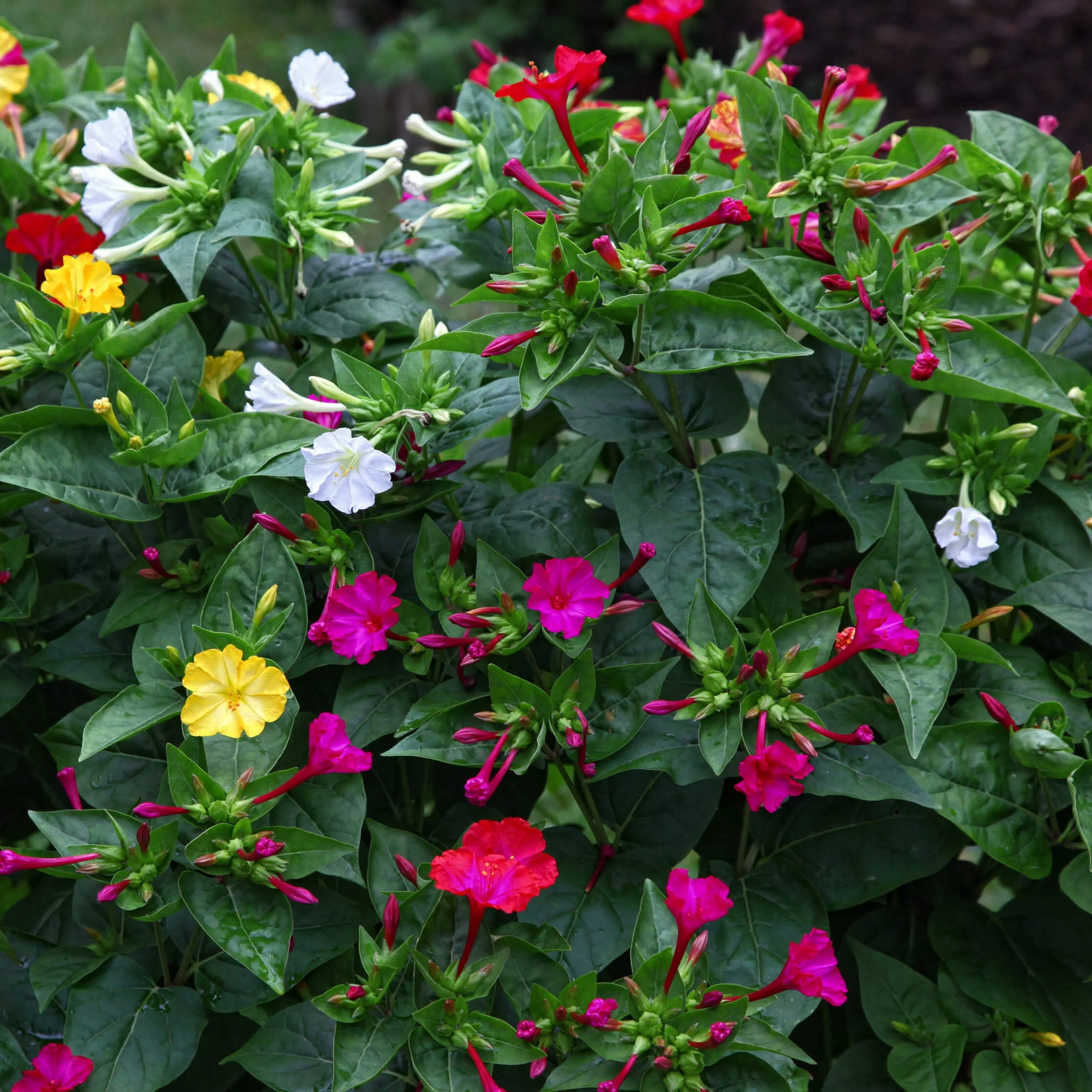 4 O'Clock (Mirabilis Jalapa) Mix Seeds 10+ - Image 4