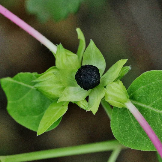 4 O'Clock (Mirabilis Jalapa) Mix Seeds 10+ - Image 5