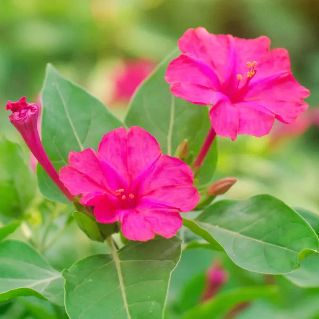 4 O'Clock (Mirabilis Jalapa) Rose Seeds 10 - Image 2