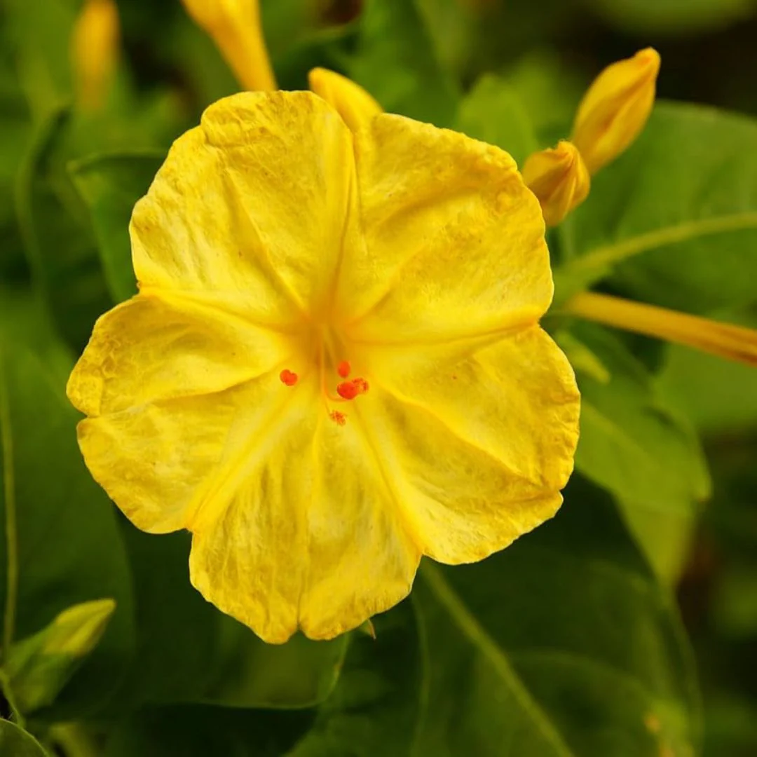 4 O'Clock (Mirabilis Jalapa) Yellow Seeds 10