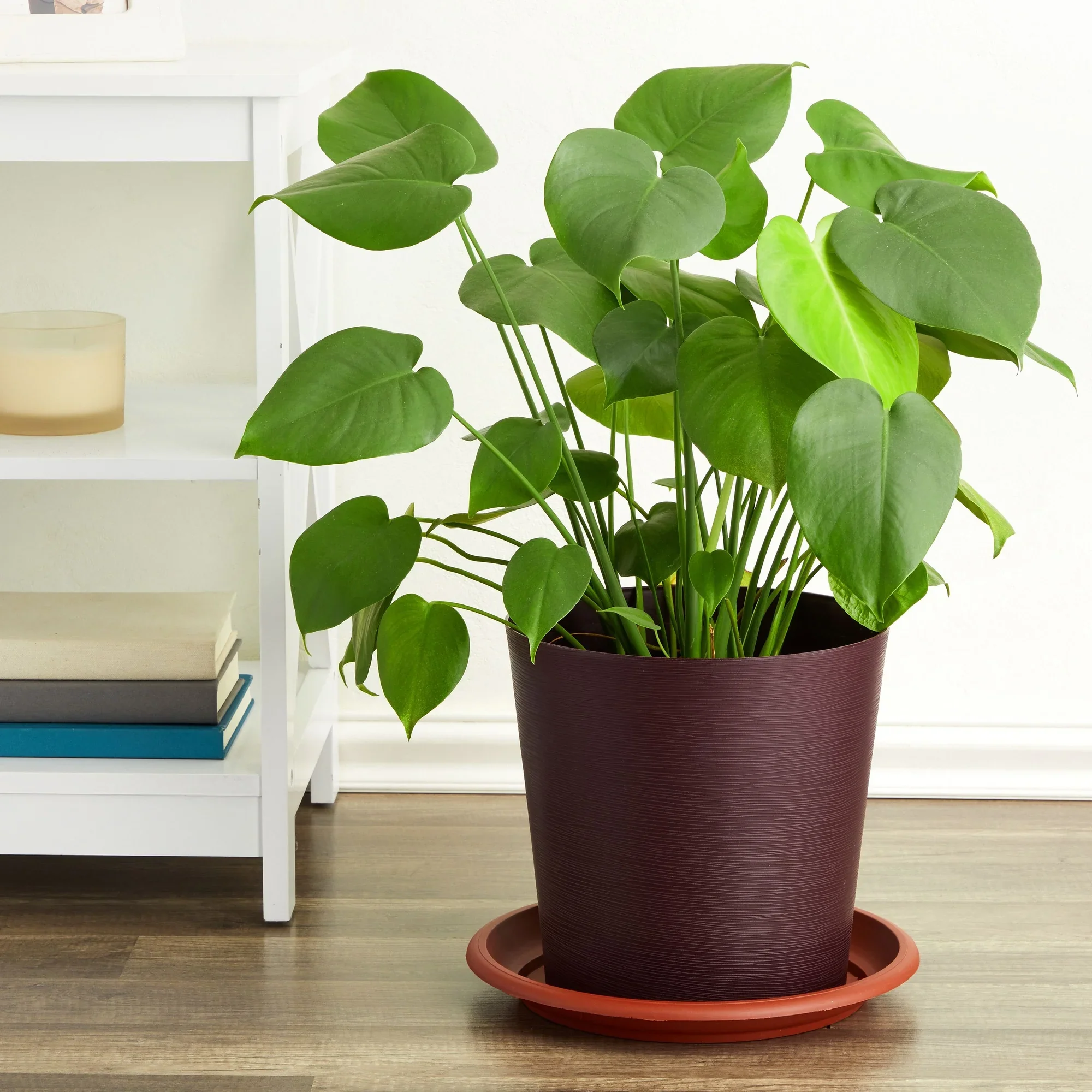Pot Trays - 9 inch - Image 2