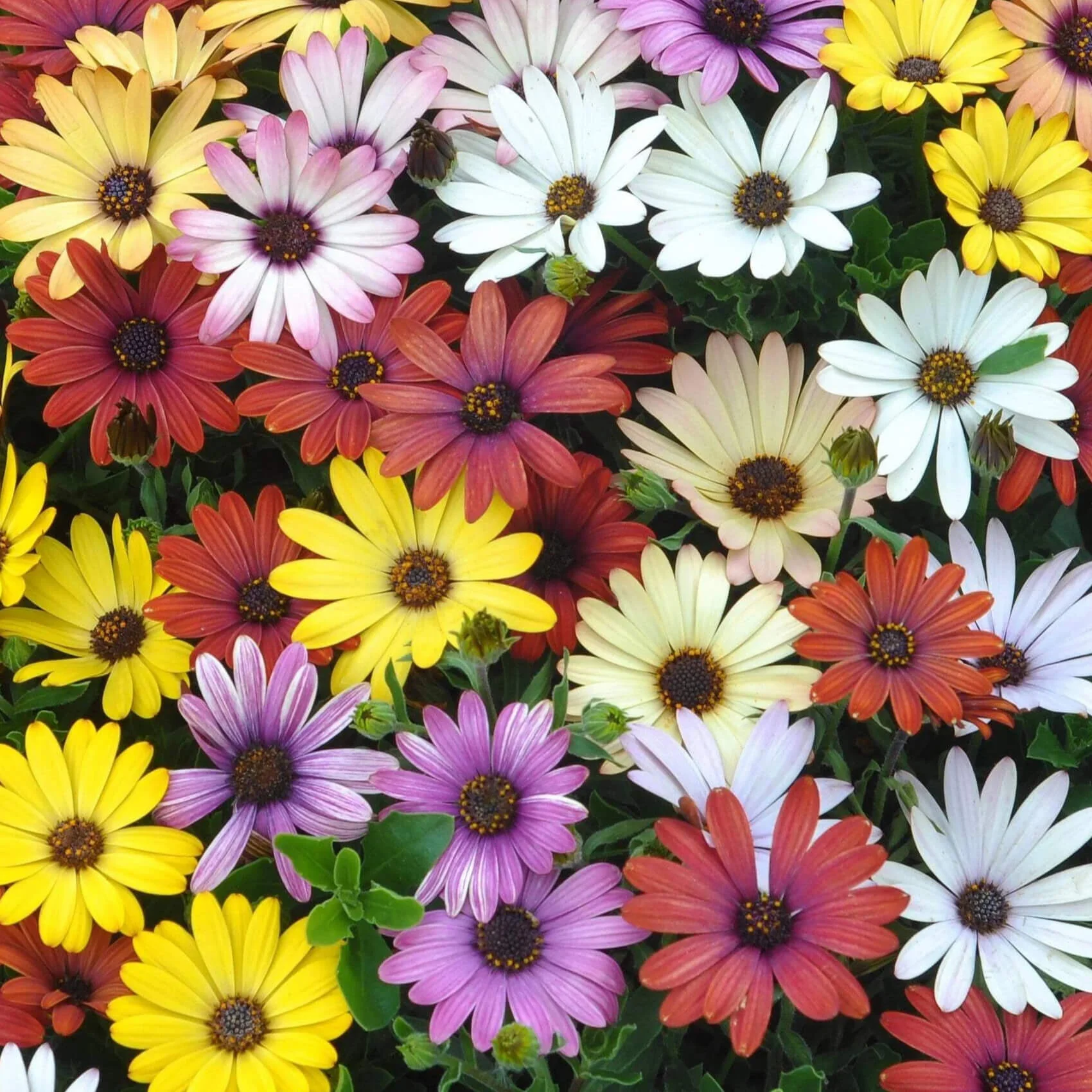 African Daisy Mix – 25+ Seeds