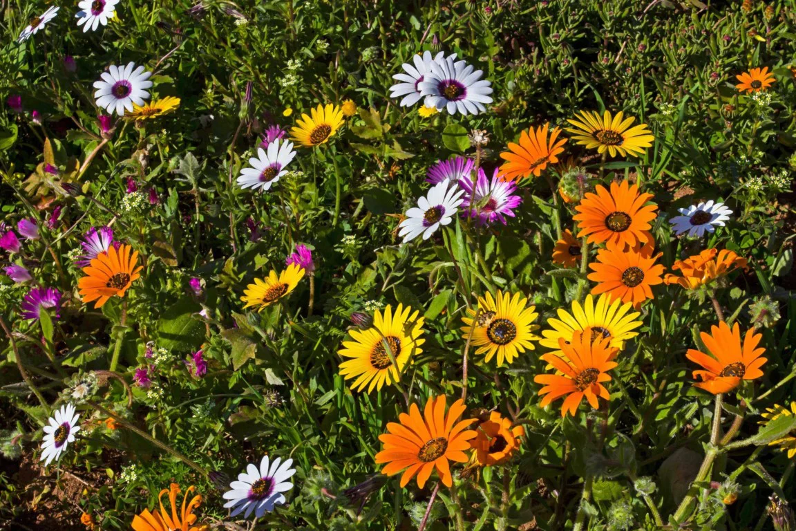 African Daisy Mix – 25+ Seeds - Image 2