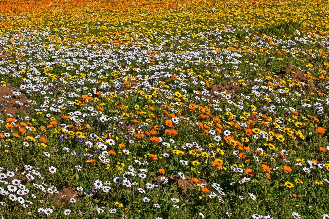 African Daisy Mix – 25+ Seeds - Image 3