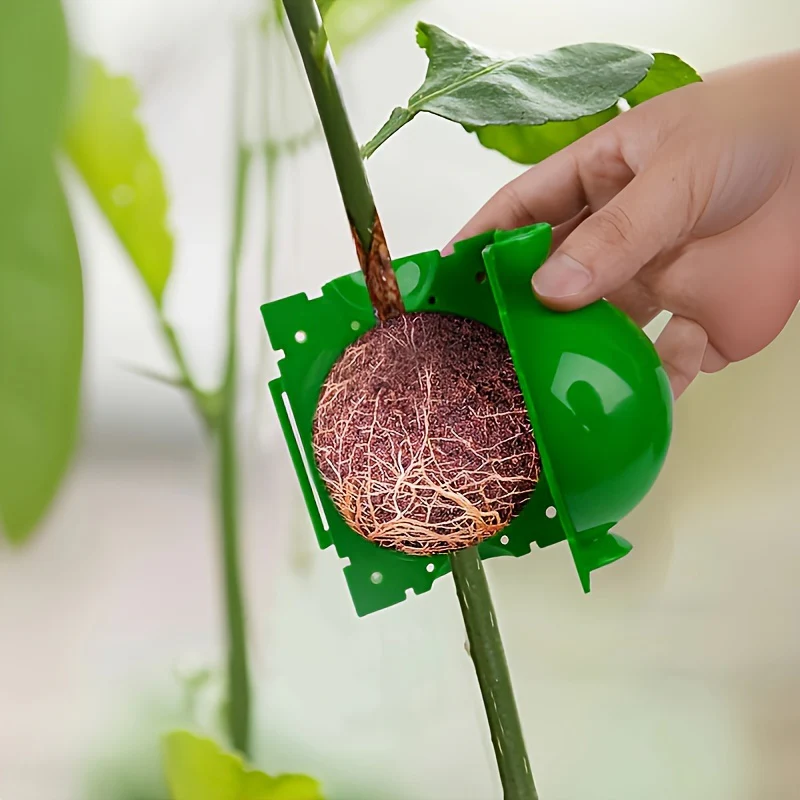 Air Layering Cups (8cm)