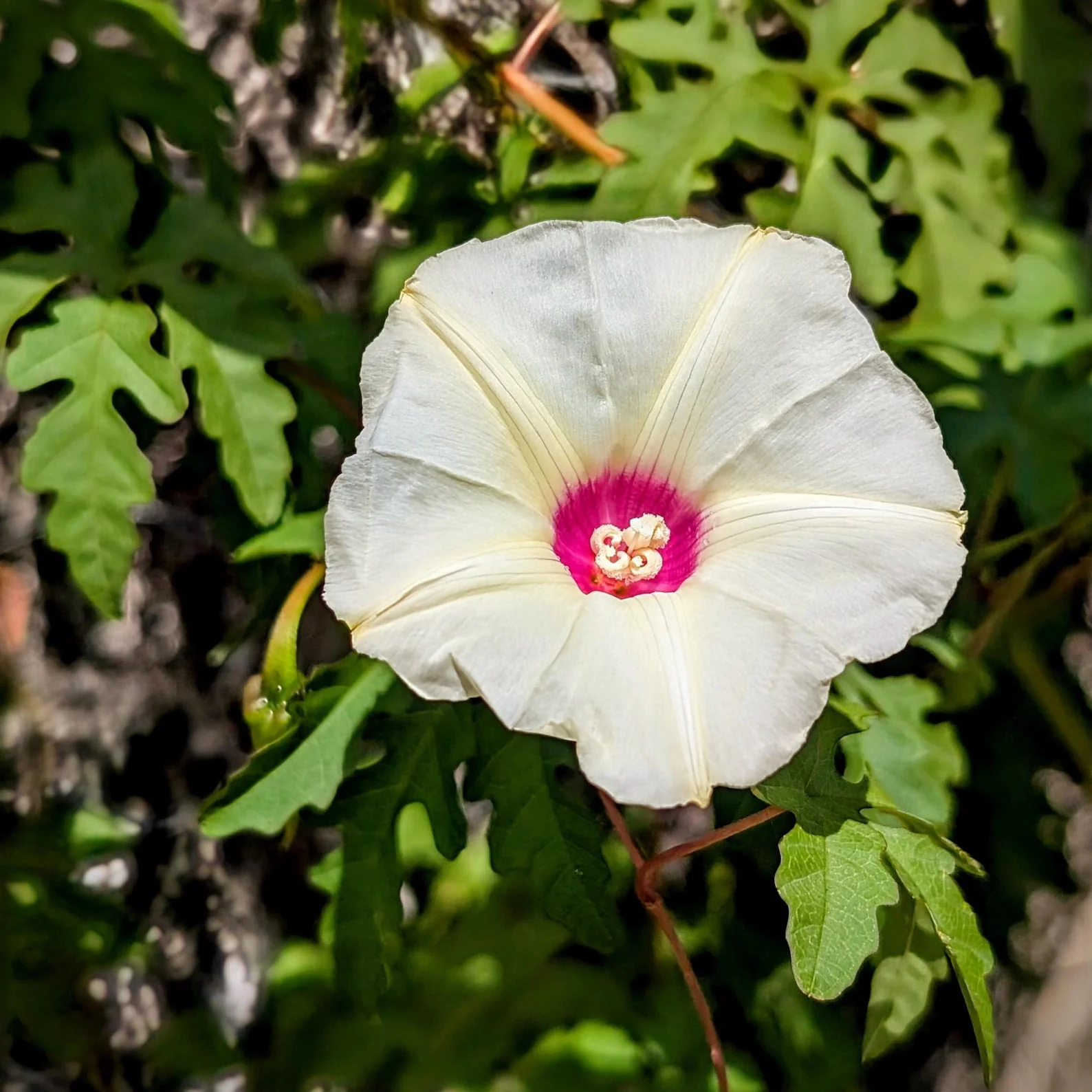 Alamo Vine – 10 Seeds