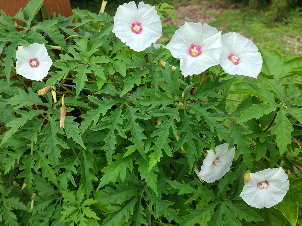 Alamo Vine – 10 Seeds - Image 2