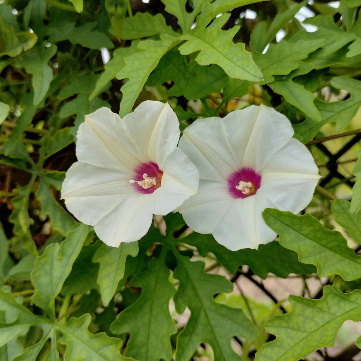 Alamo Vine – 10 Seeds - Image 3