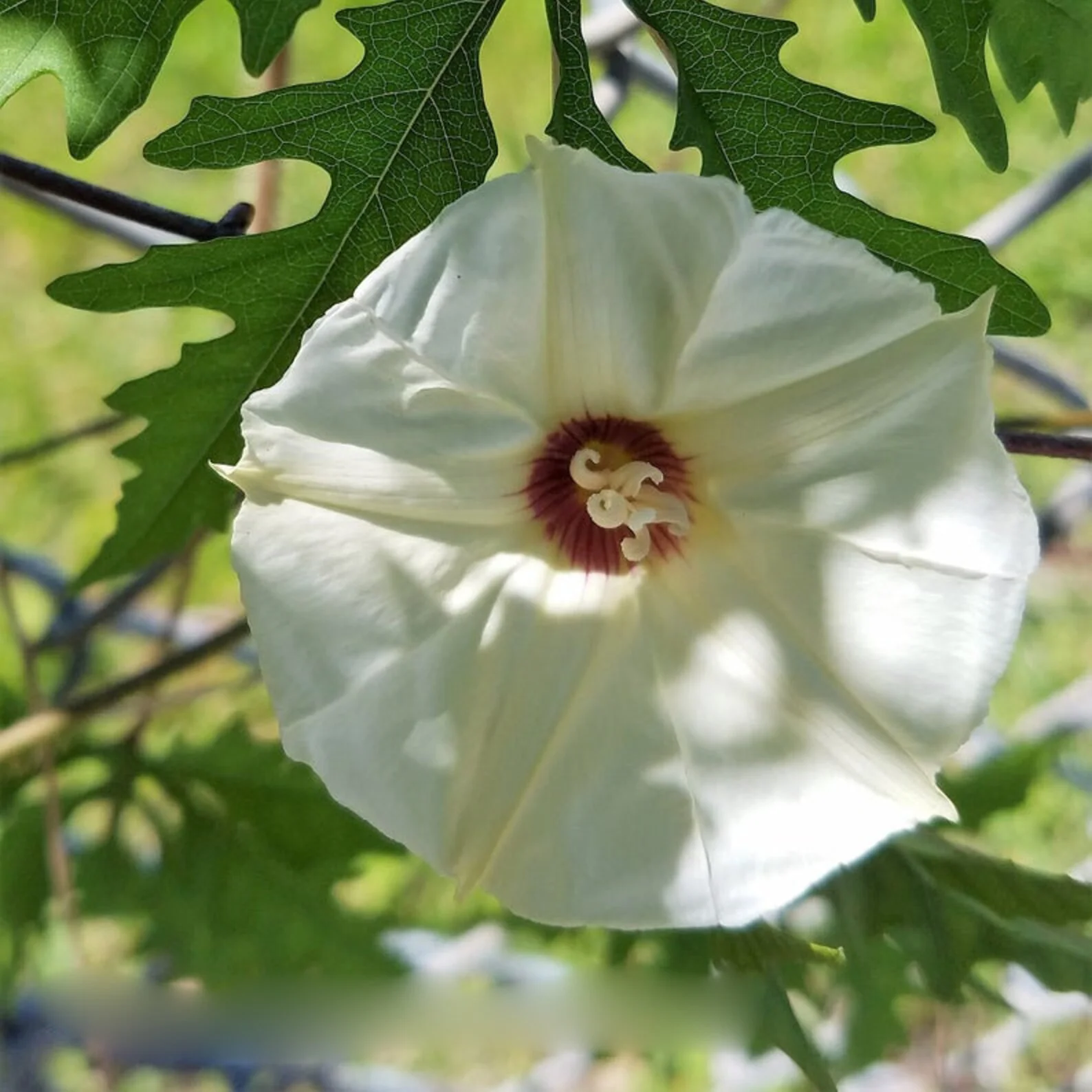 Alamo Vine – 10 Seeds - Image 4