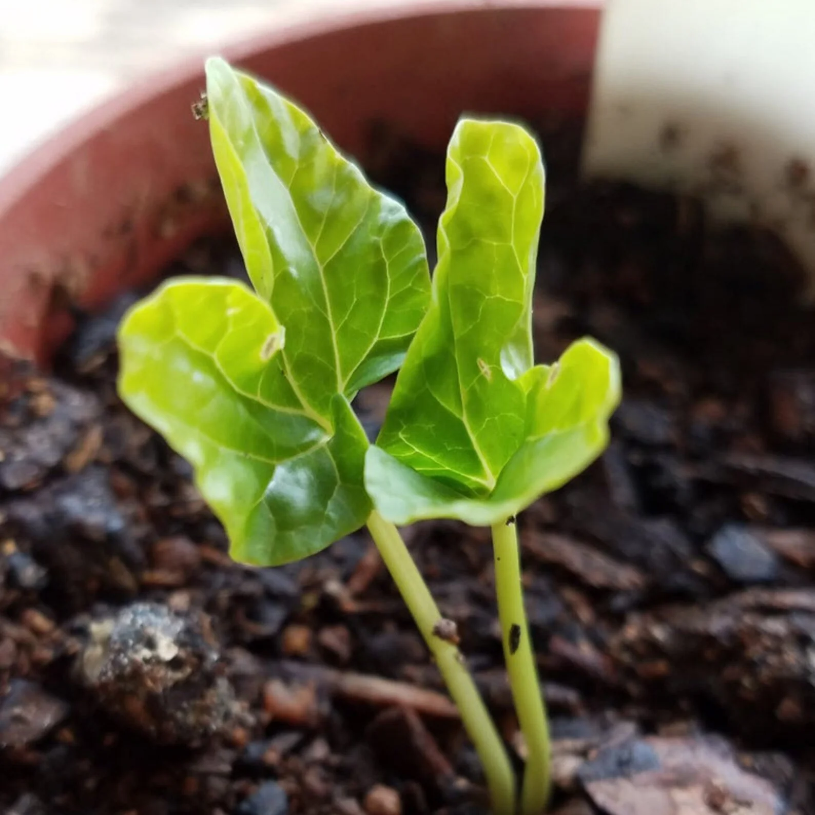Alamo Vine – 10 Seeds - Image 5