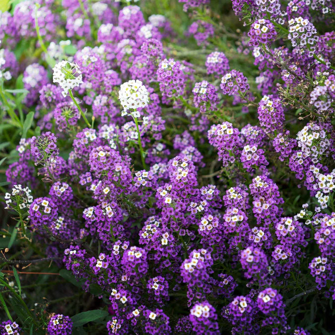 Alyssum Violet (گل بجری) – 150+ Seeds (WINTER) - Image 2