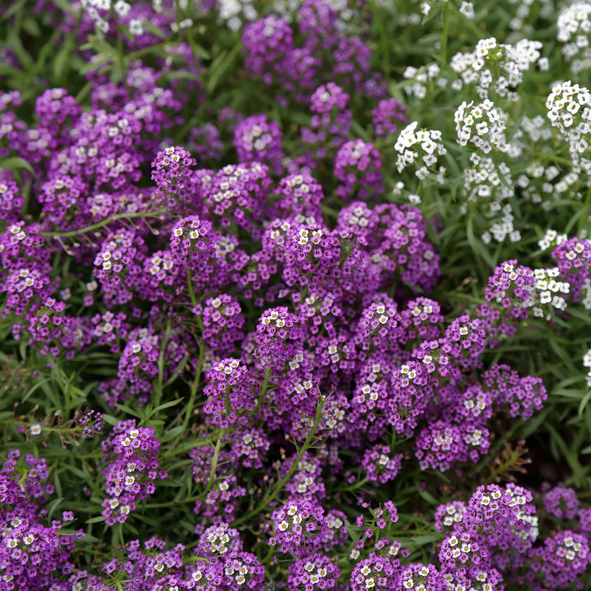 Alyssum Violet (گل بجری) – 150+ Seeds (WINTER) - Image 3