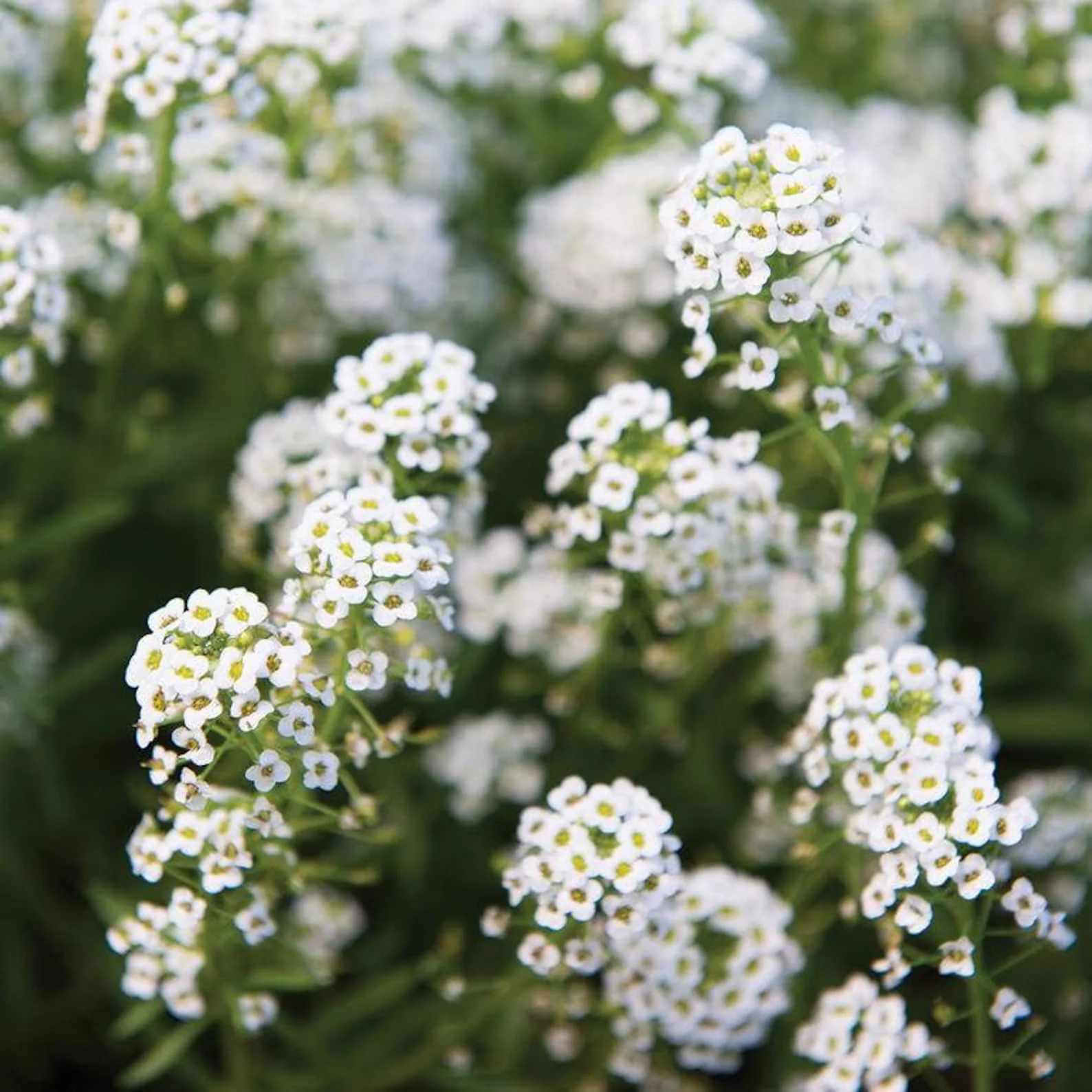 Alyssum White (گل بجری) – 150+ Seeds (WINTER)