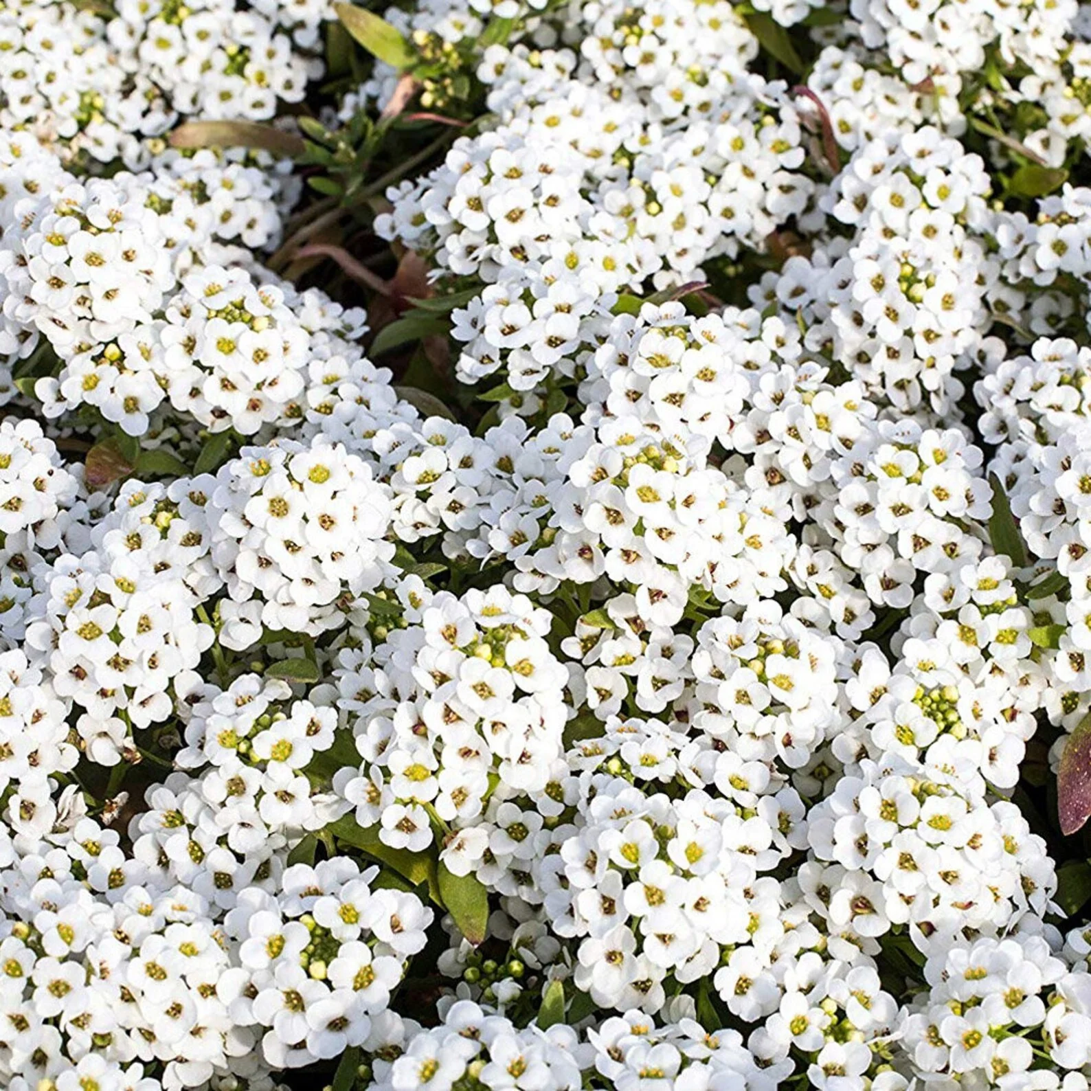 Alyssum White (گل بجری) – 150+ Seeds (WINTER) - Image 2