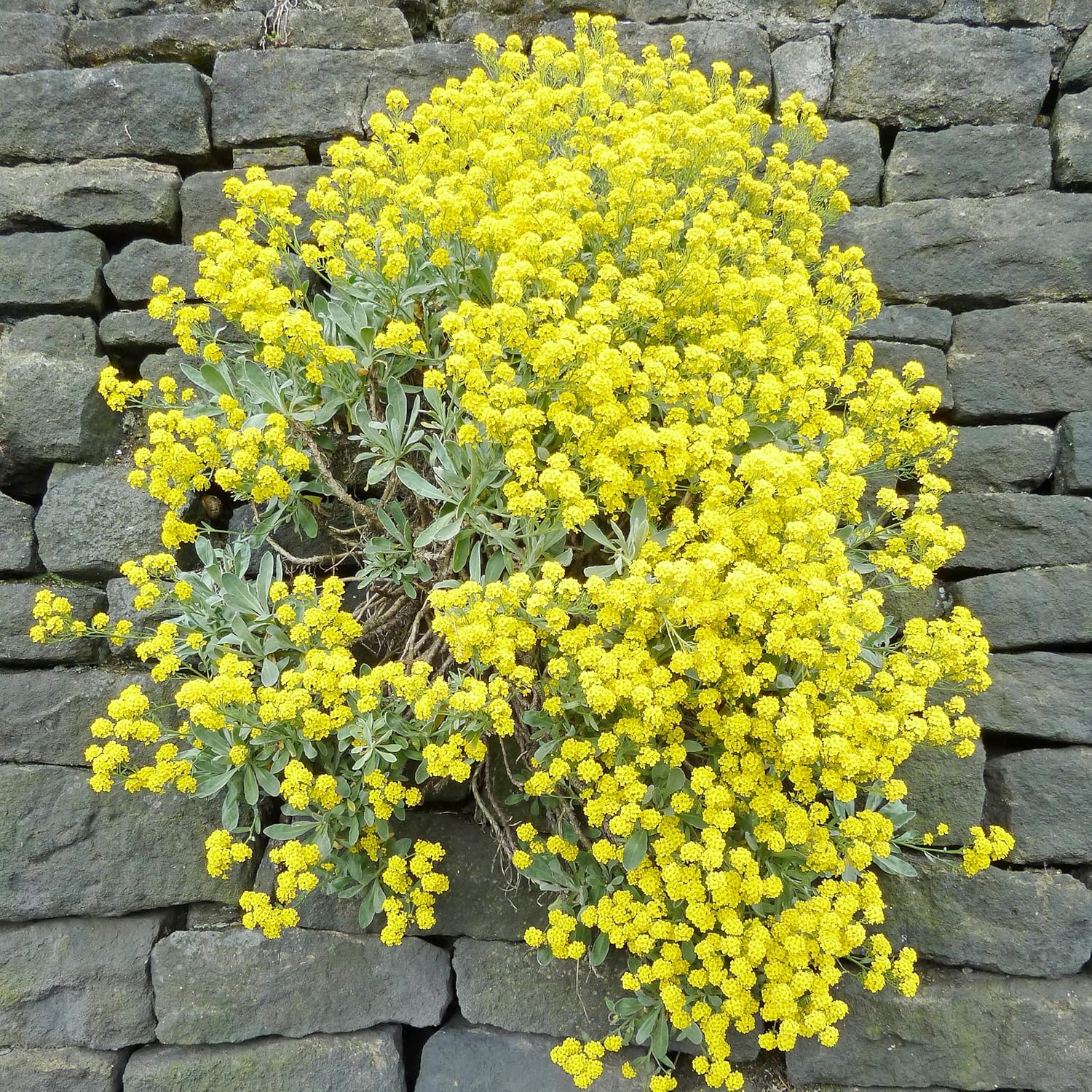 Alyssum Yellow (گل بجری) – 150+ Seeds (WINTER)
