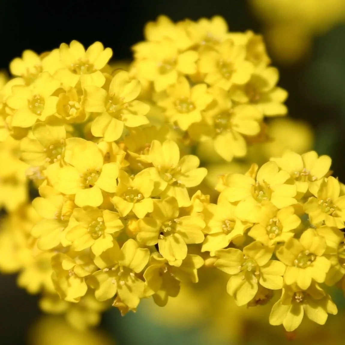 Alyssum Yellow (گل بجری) – 150+ Seeds (WINTER) - Image 2