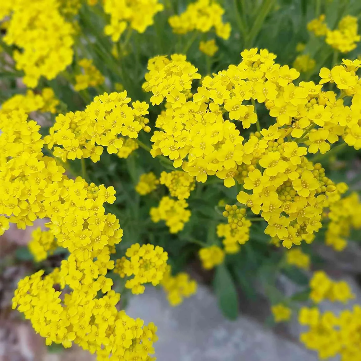 Alyssum Yellow (گل بجری) – 150+ Seeds (WINTER) - Image 3