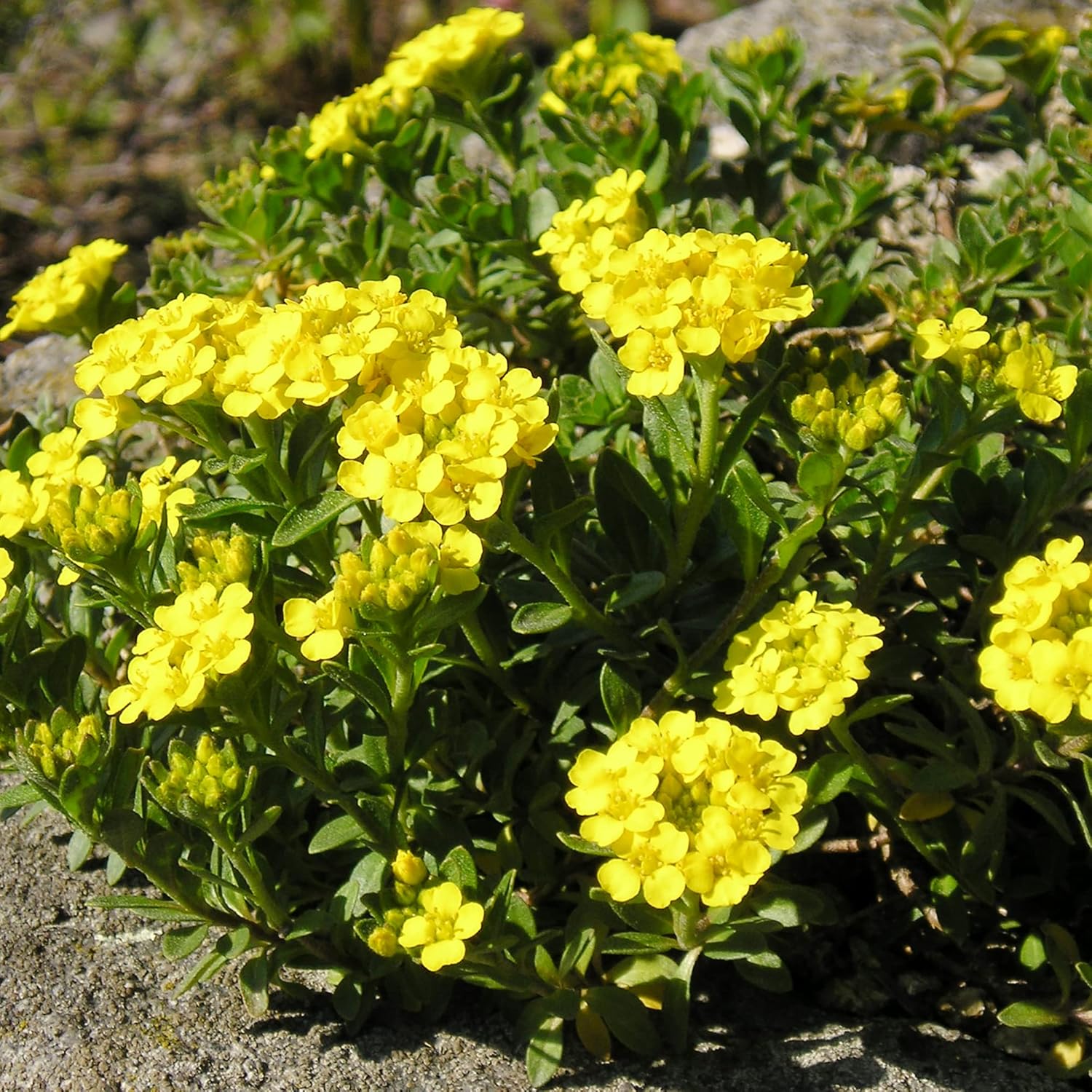 Alyssum Yellow (گل بجری) – 150+ Seeds (WINTER) - Image 4