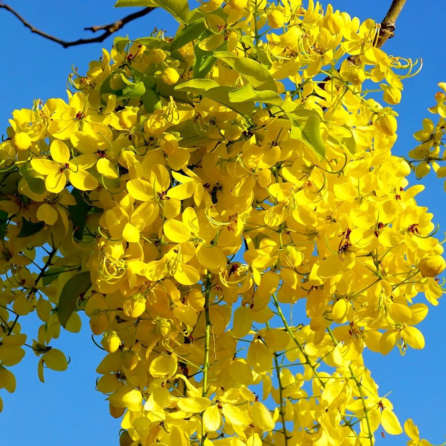 Amaltas (املتاس) – 30+ Tree Seeds - Image 3