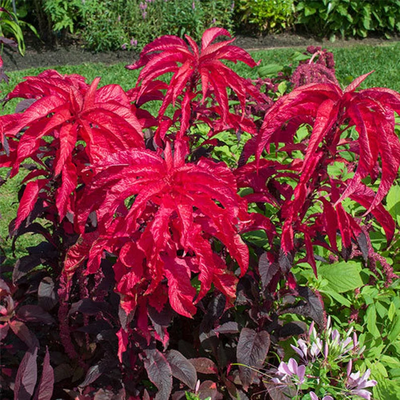 Amaranthus Bicolor (Molten Fire) – 150+ Seeds