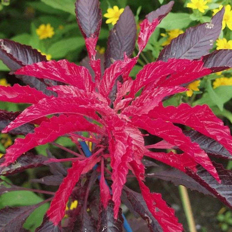 Amaranthus Bicolor (Molten Fire) – 150+ Seeds - Image 2