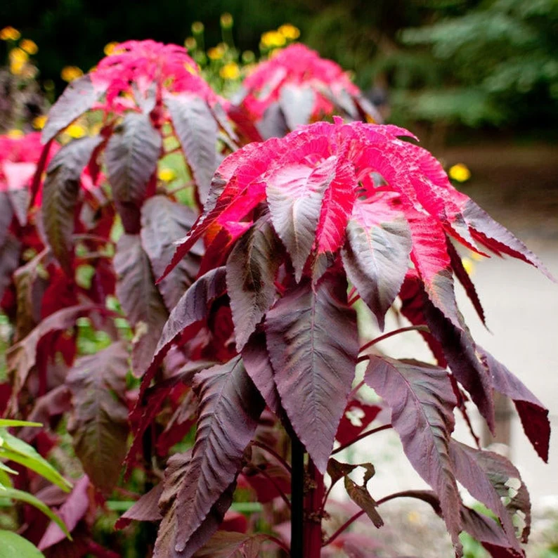 Amaranthus Bicolor (Molten Fire) – 150+ Seeds - Image 3