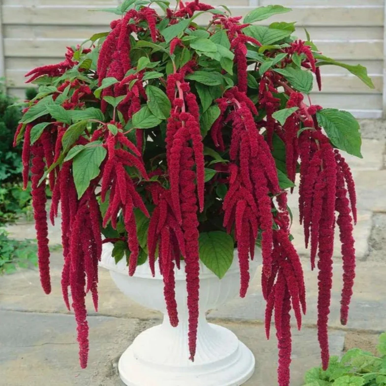 Amaranthus caudatus (Love Lies bleeding) – 150+ Seeds