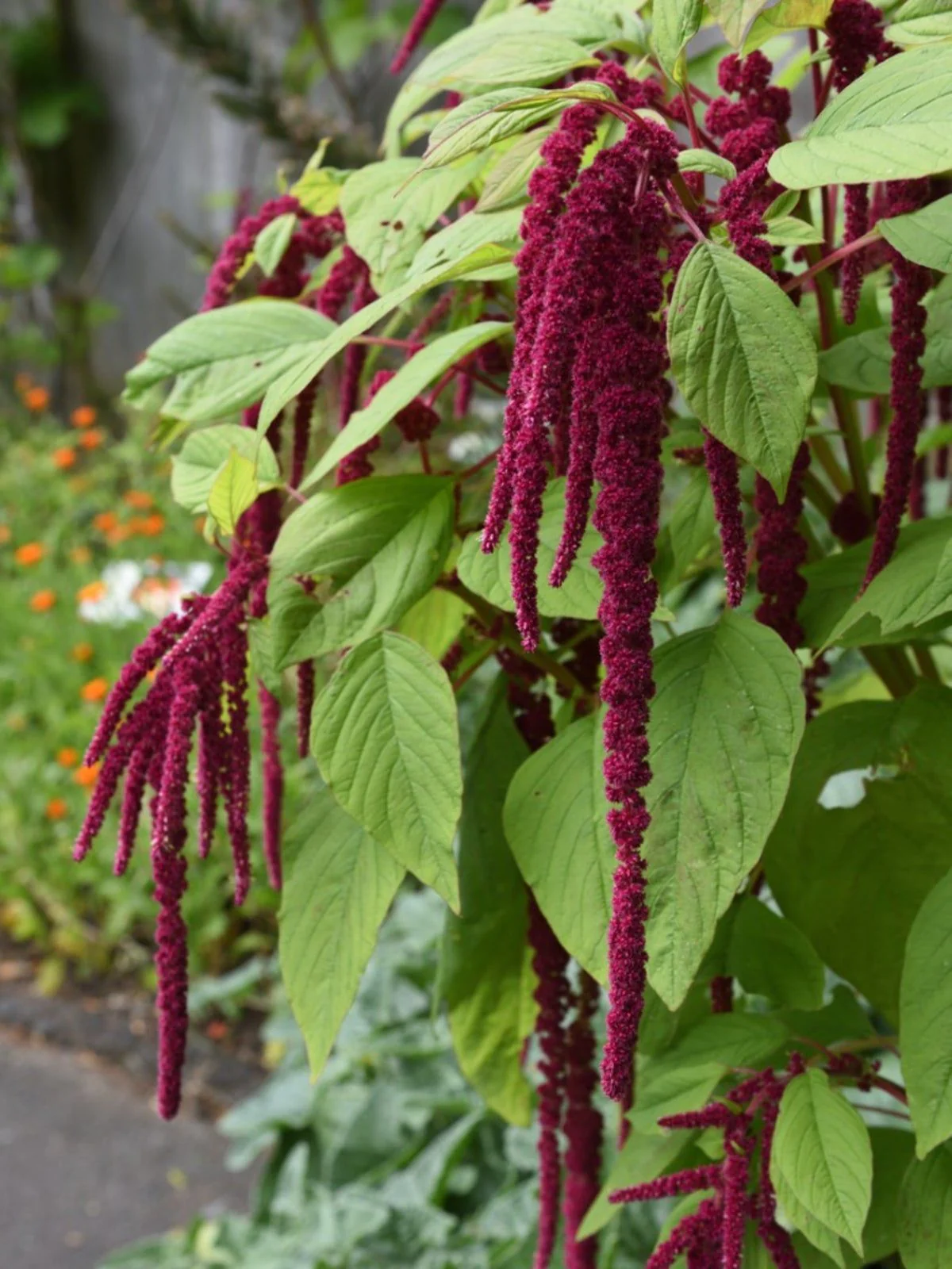 Amaranthus caudatus (Love Lies bleeding) – 150+ Seeds - Image 3