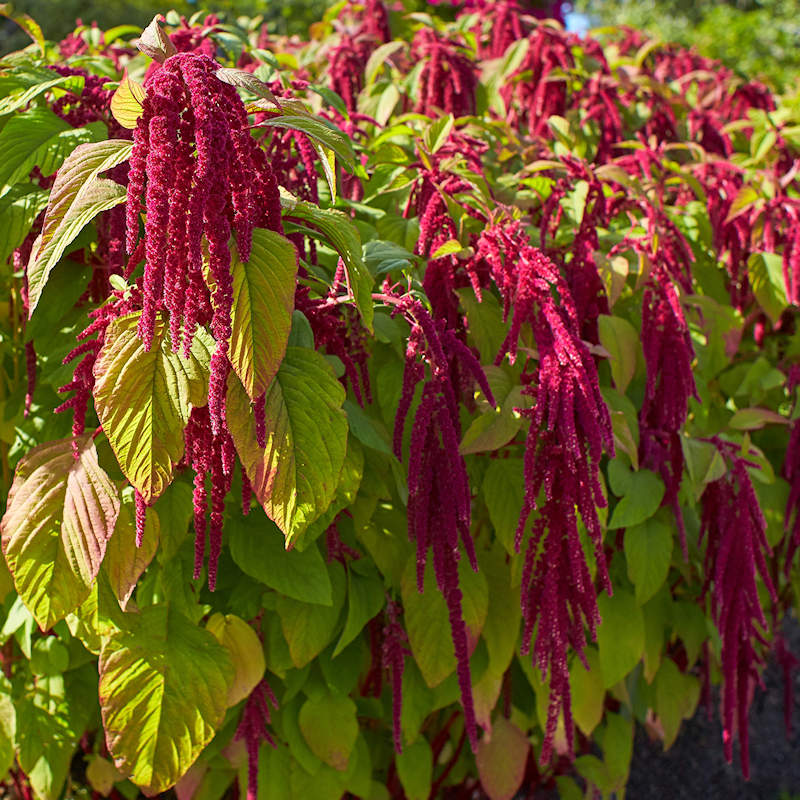 Amaranthus caudatus (Love Lies bleeding) – 150+ Seeds - Image 4