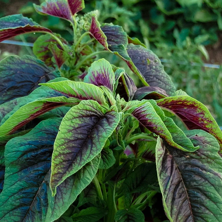 Chinese Spinach (Red) – 150+ Seeds