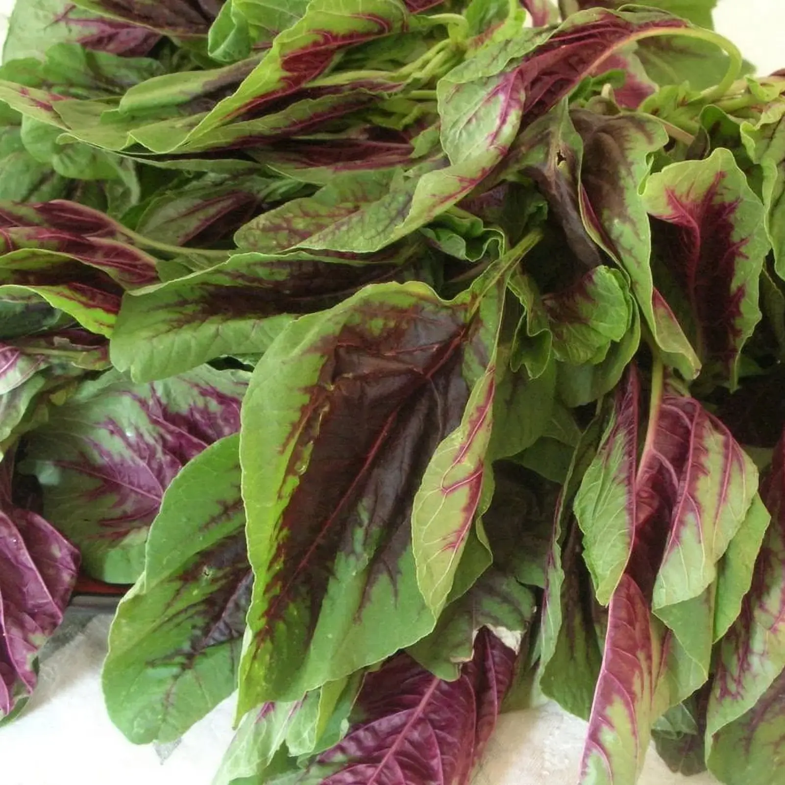 Chinese Spinach (Red) – 150+ Seeds - Image 2