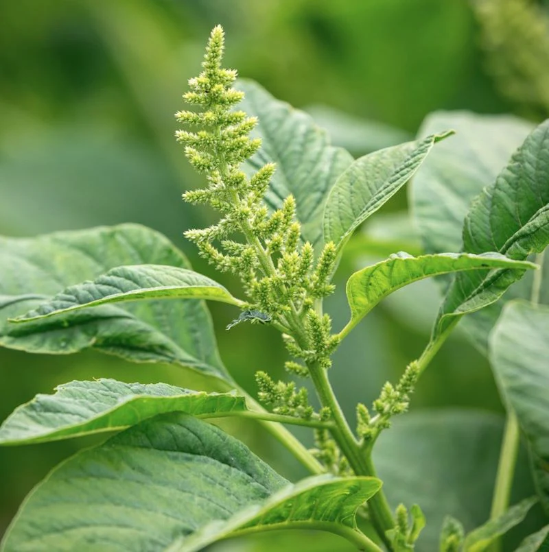 Amaranthus Tricolor (Green Callaloo) – 150+ Seeds
