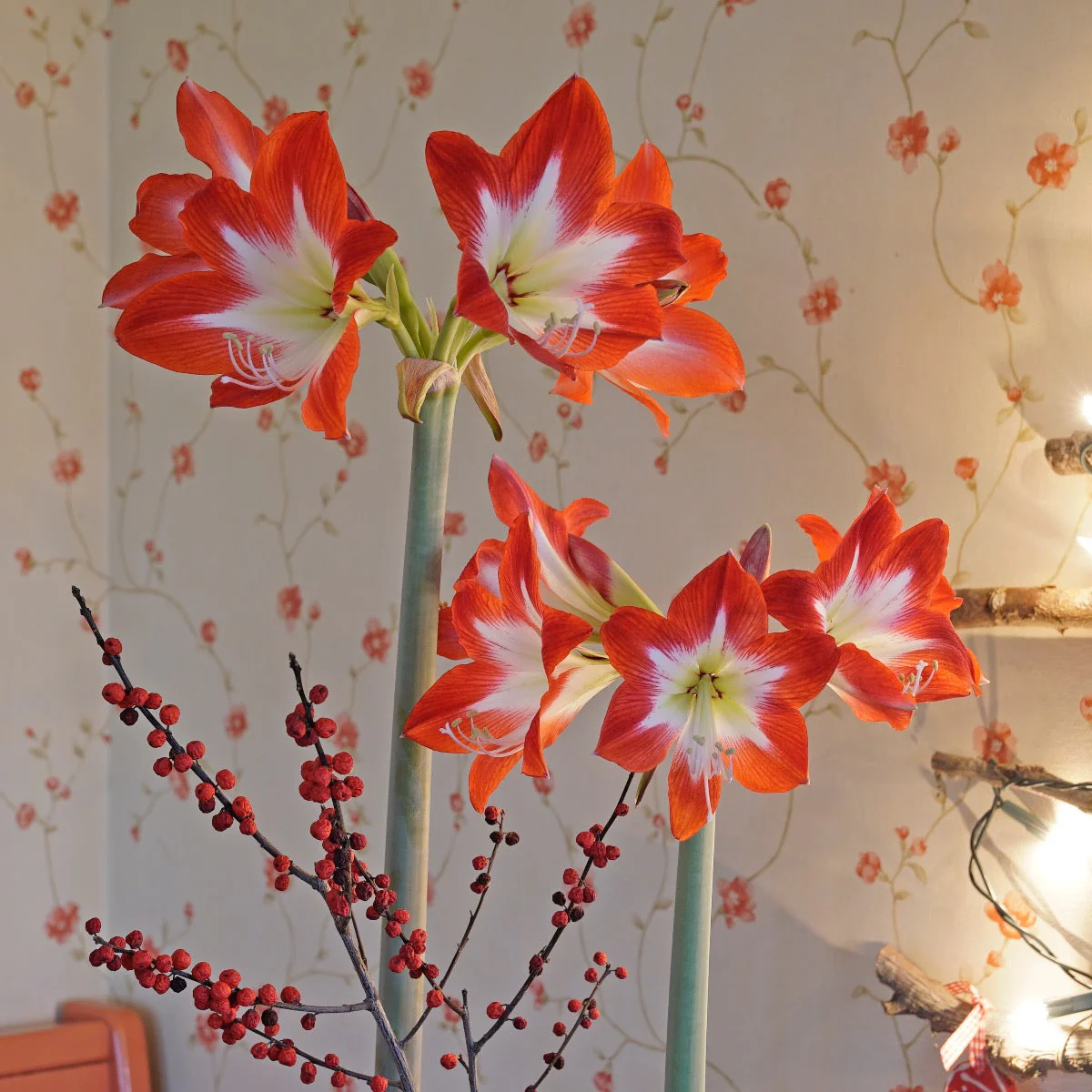 Amaryllis (گلِ عروسہ ) Flower Bulbs - Image 3