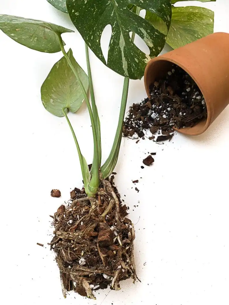 Aroid Soilless Potting Mix - Image 2