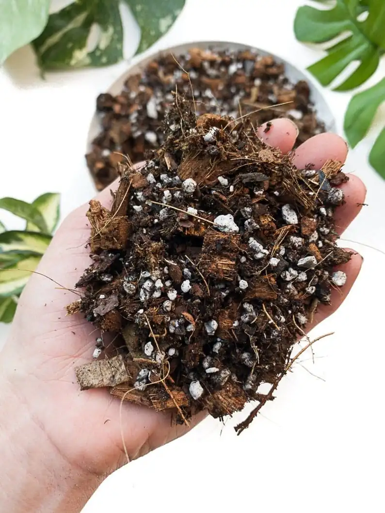 Aroid Soilless Potting Mix - Image 3