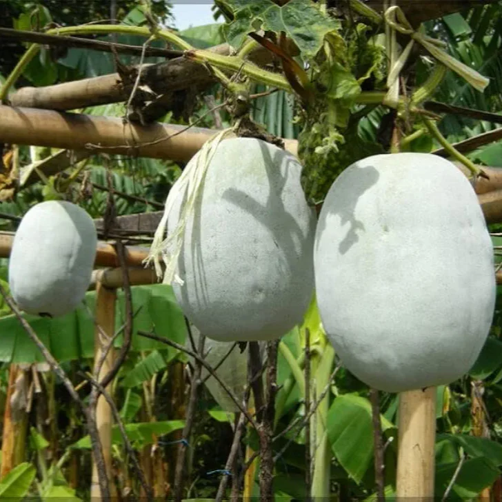 Ash Gourd (سفید پیٹھے کے بیج) – 30+ Seeds - Image 3