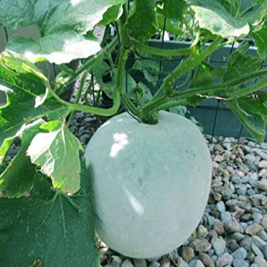 Ash Gourd (سفید پیٹھے کے بیج) – 30+ Seeds - Image 4