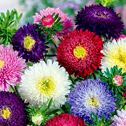 Aster chinensis Princess – 30+ Seeds (WINTER)