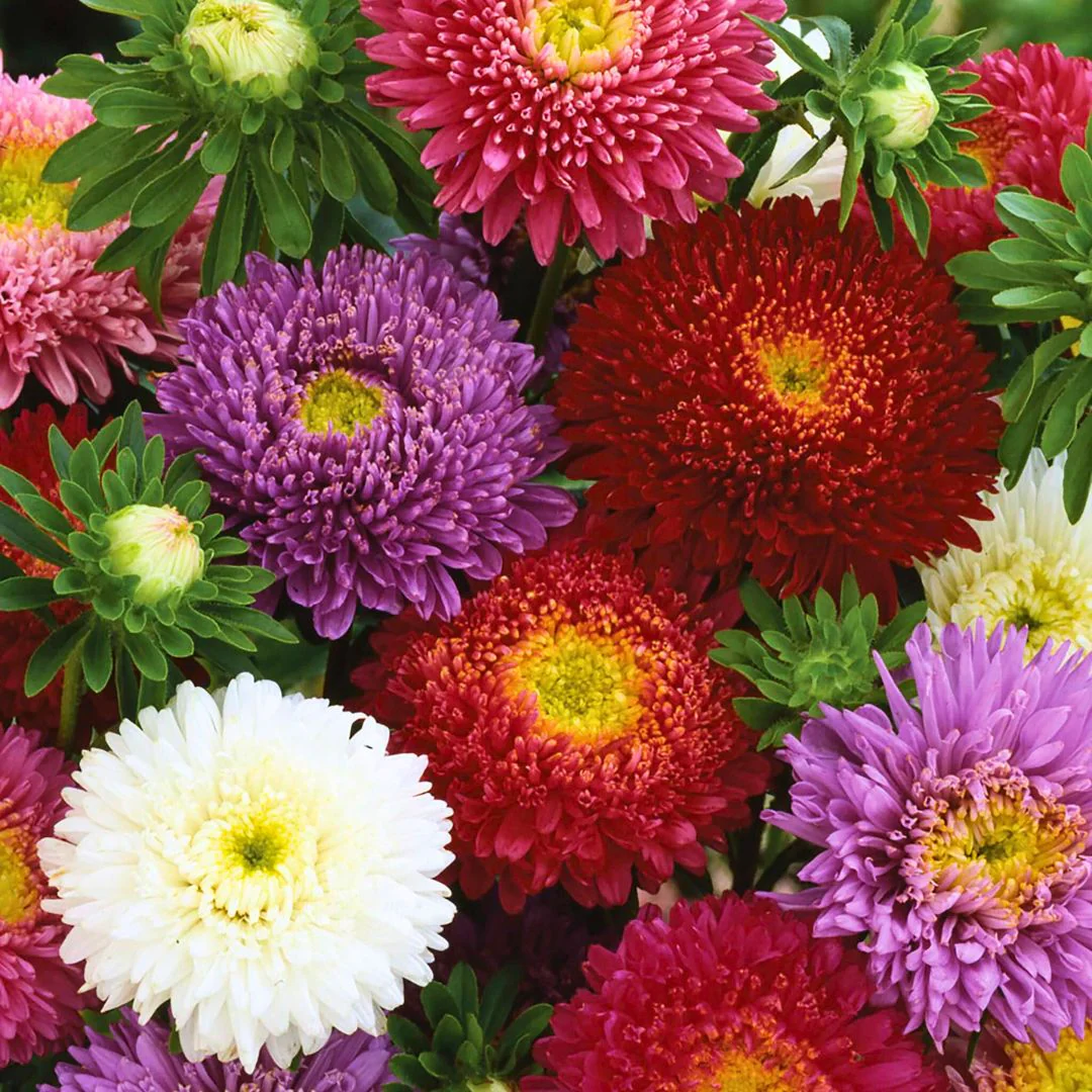 Aster chinensis Princess – 30+ Seeds (WINTER) - Image 2
