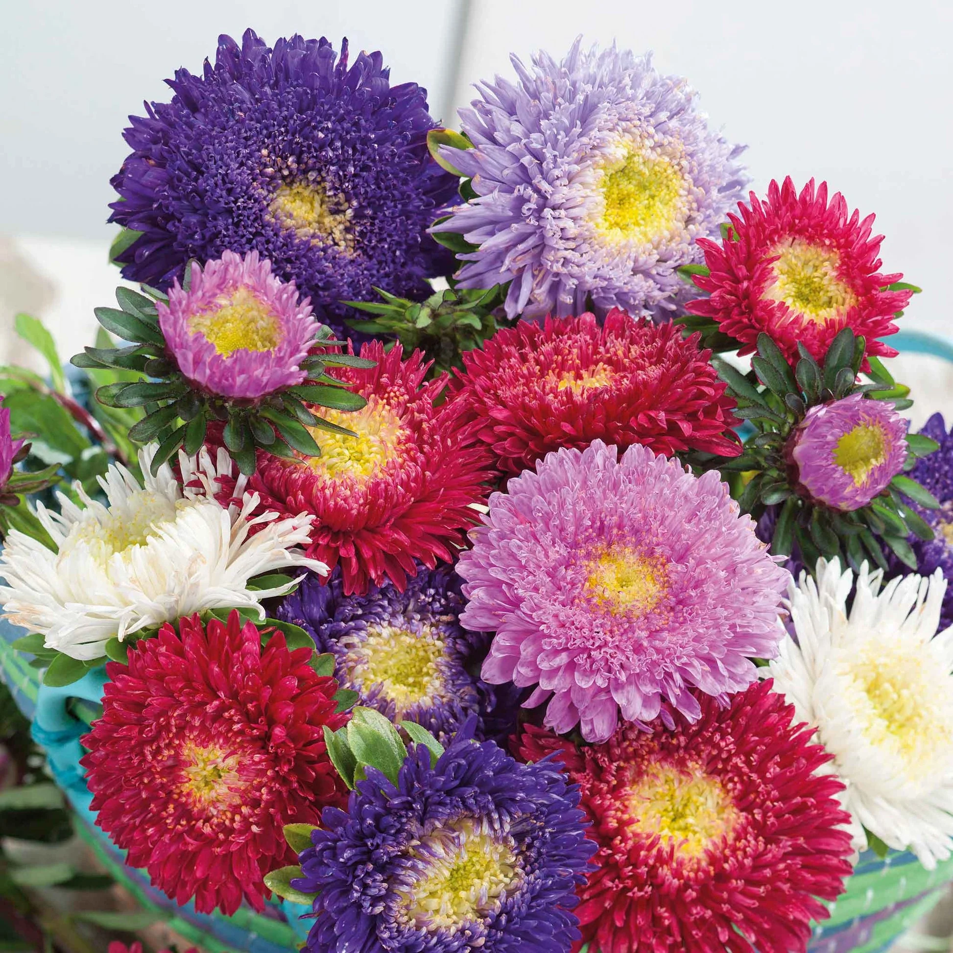 Aster chinensis Princess – 30+ Seeds (WINTER) - Image 3