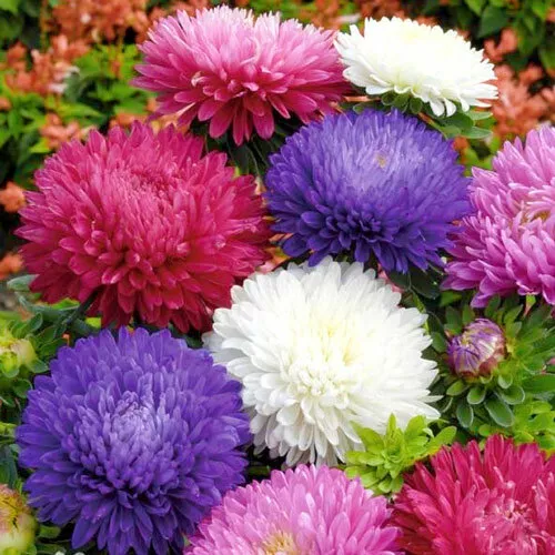 Aster Giant Mix – 30+ Seeds (WINTER)
