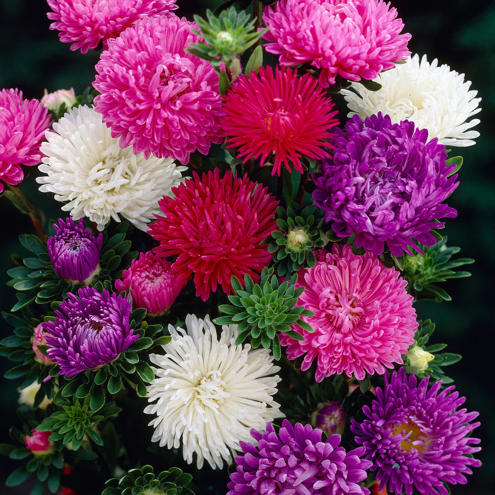 Aster Giant Mix – 30+ Seeds (WINTER) - Image 2