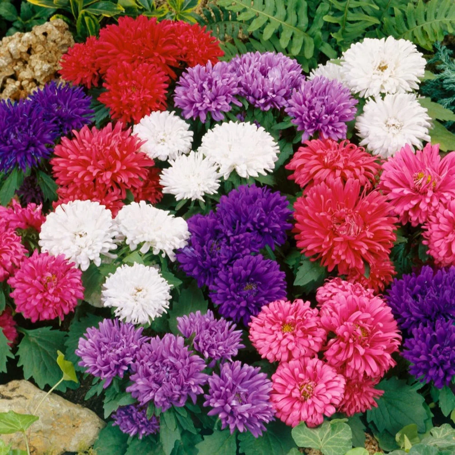 Aster Giant Mix – 30+ Seeds (WINTER) - Image 3