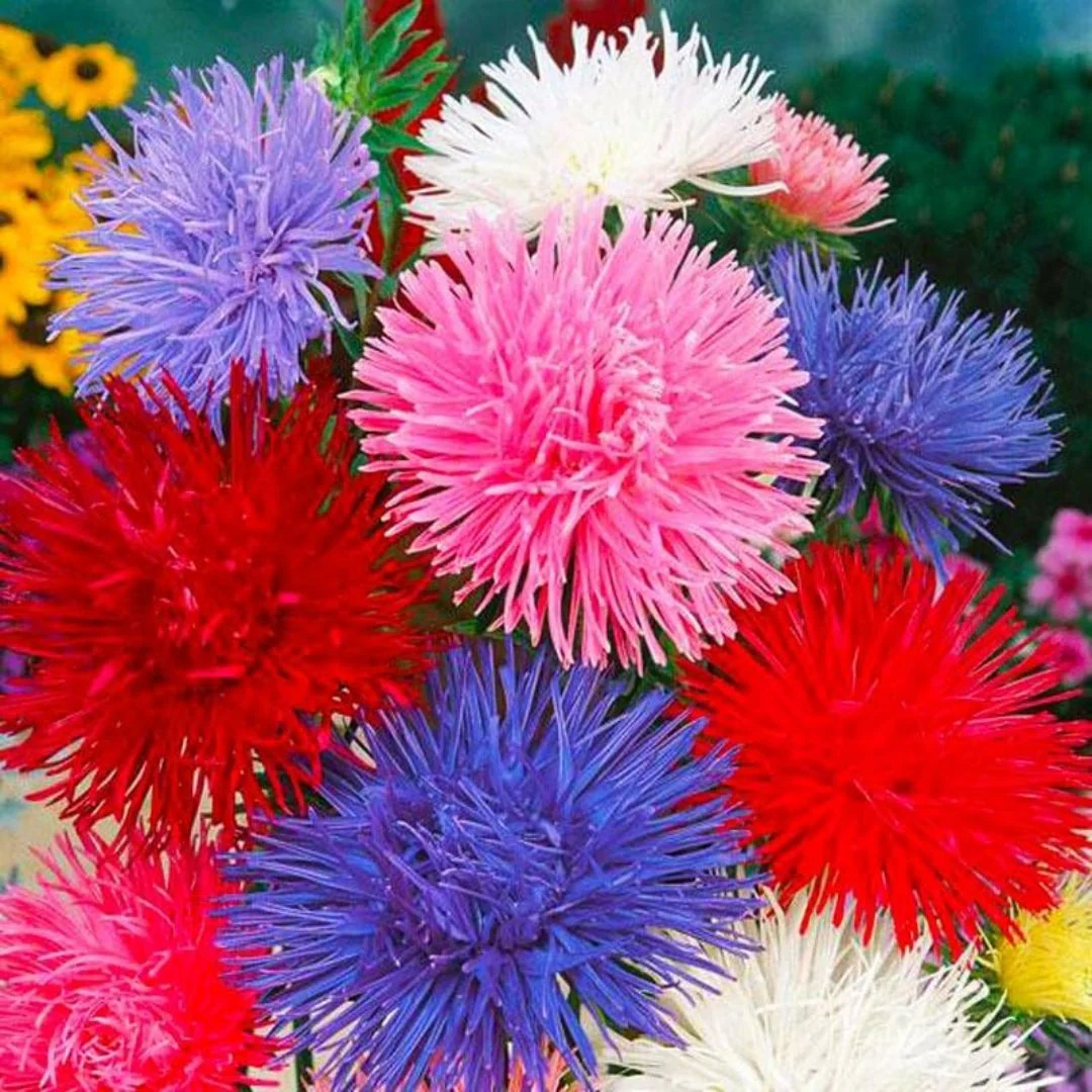 Aster Needle Mix – 30+ Seeds (WINTER)