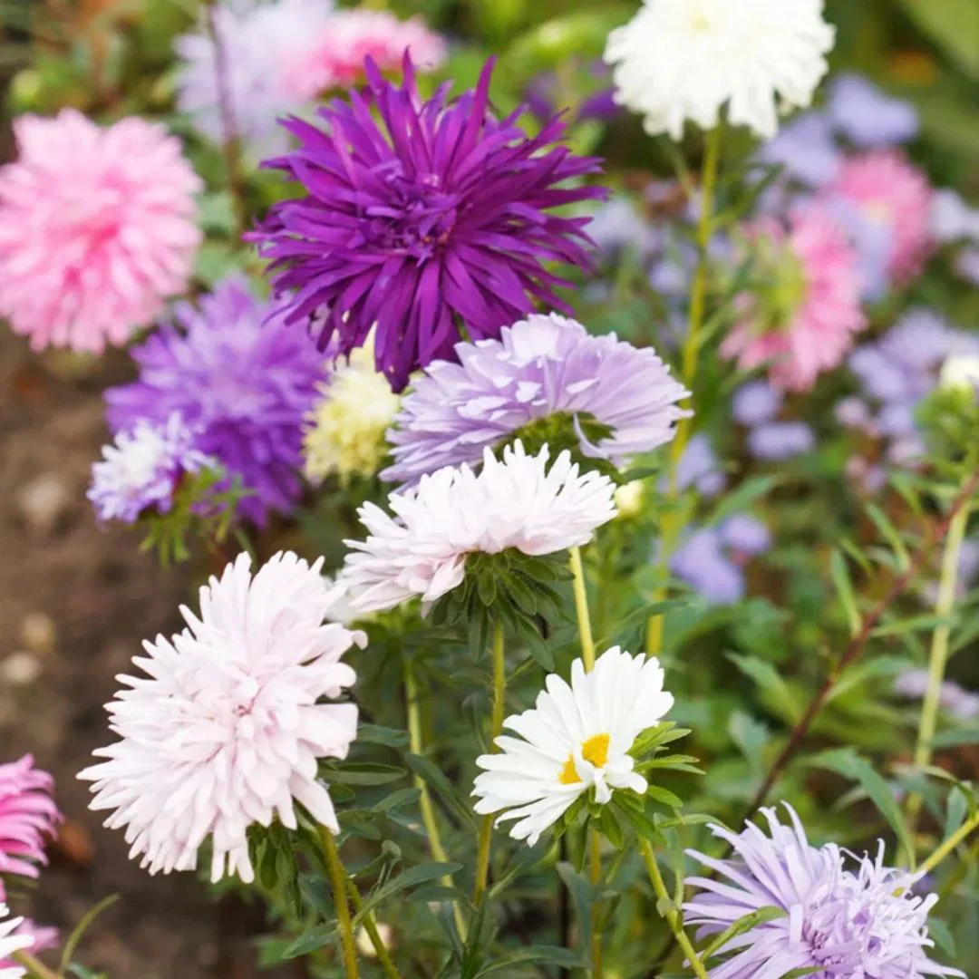 Aster Needle Mix – 30+ Seeds (WINTER) - Image 2
