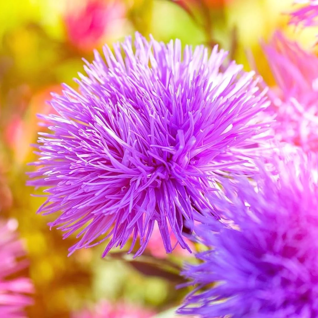 Aster Needle Mix – 30+ Seeds (WINTER) - Image 3