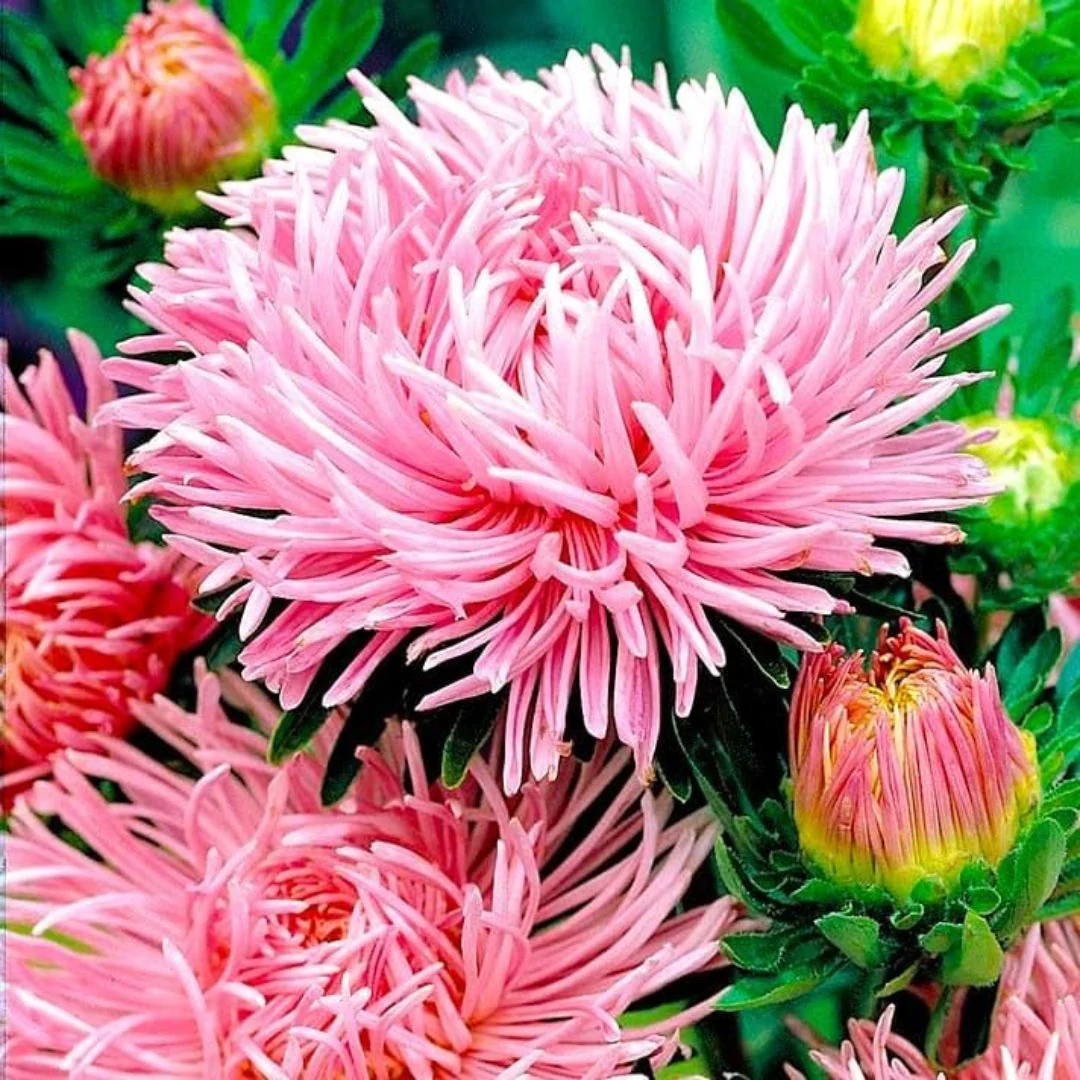 Aster Needle Mix – 30+ Seeds (WINTER) - Image 4
